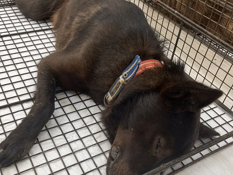 Black adult male mixed-breed dog, Small, shelter no. …3D01