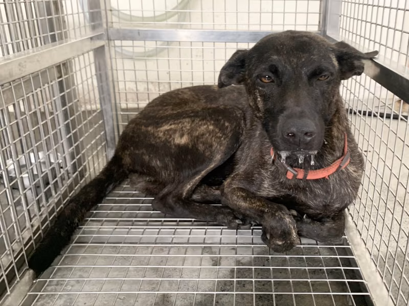 Tabby adult female mixed-breed dog, Medium, shelter no. …0108