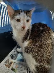 Brown tabby young female mixed-breed cat, shelter no. …4320
