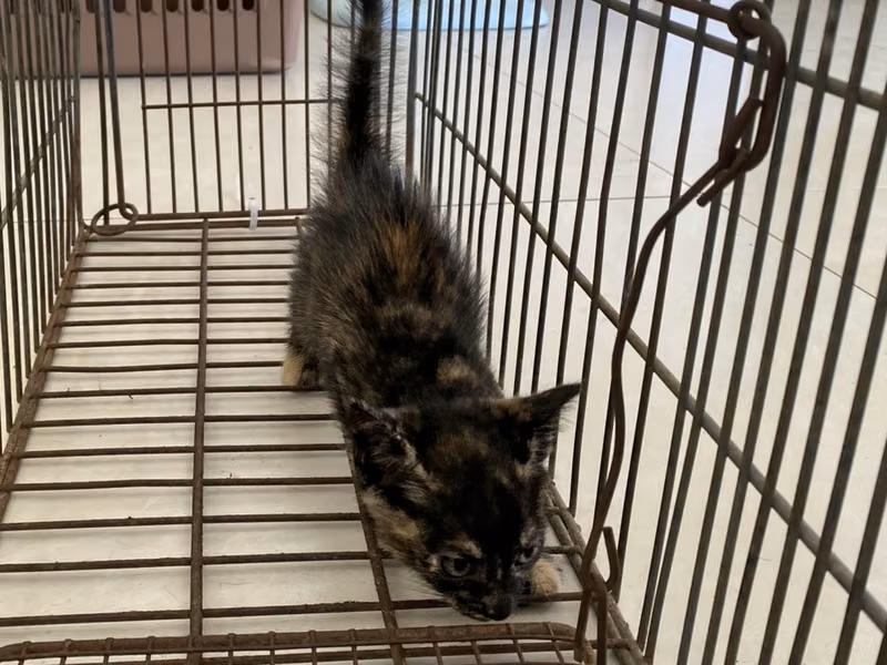 Young female mixed-breed cat, Small, shelter no. …7C03
