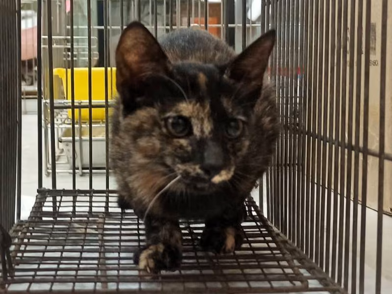 Young female mixed-breed cat, Small, shelter no. …0C09