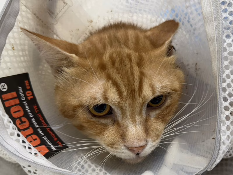 Orange tabby adult male mixed-breed cat, Medium, shelter no. …1709