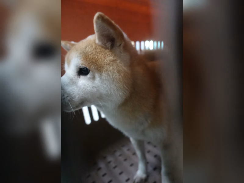 Shiba Inu macho adulto (canela), Mediano, refugio n.º …0104