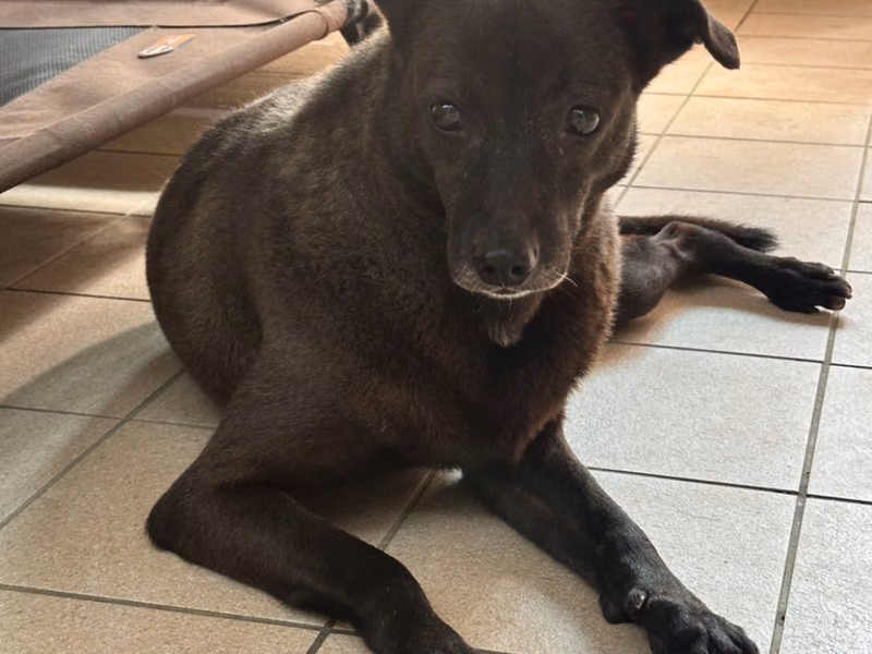 Black-and-white adult female mixed-breed dog, Medium, shelter no. …8006