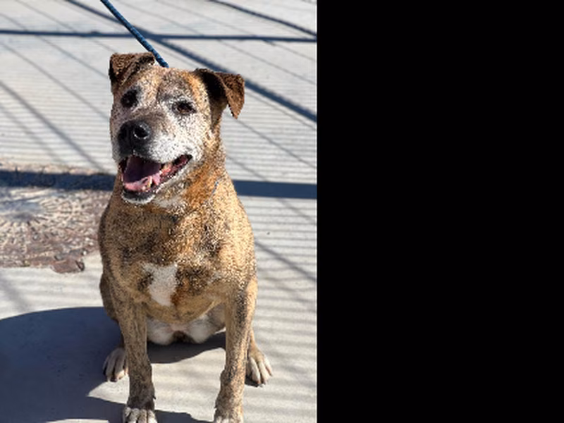 Libra, Senior · Female · Medium · Mixed breed