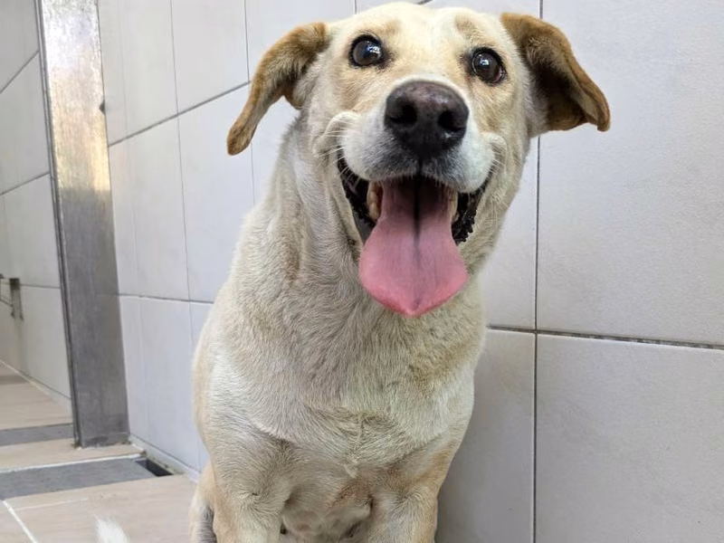 White adult female mixed-breed dog, Medium, shelter no. …9003