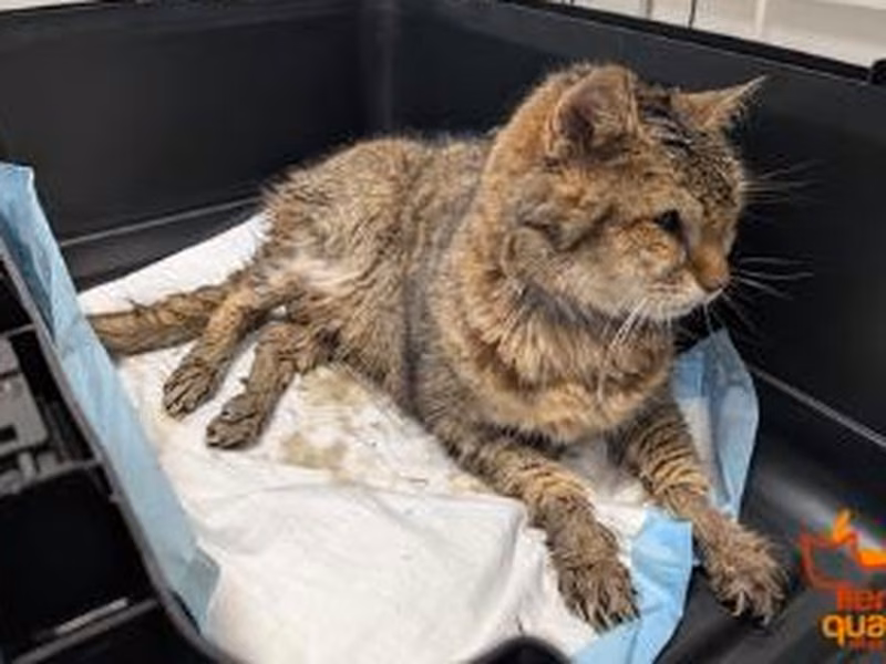 Brown tabby senior female European Shorthair, shelter no. …4435