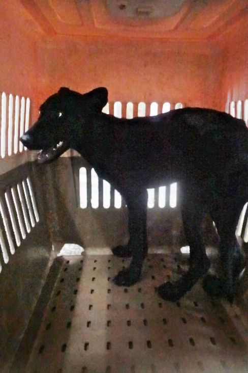 Black young female mixed-breed dog, Medium, shelter no. …1725