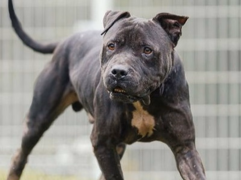 Black adult male American Pit Bull Terrier, Large, shelter no. …0001