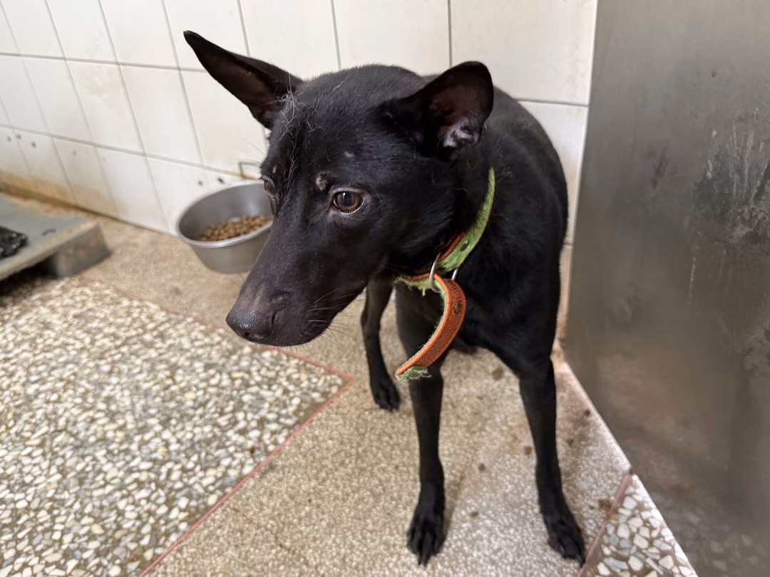 Black adult male mixed-breed dog, Medium, shelter no. …04A1