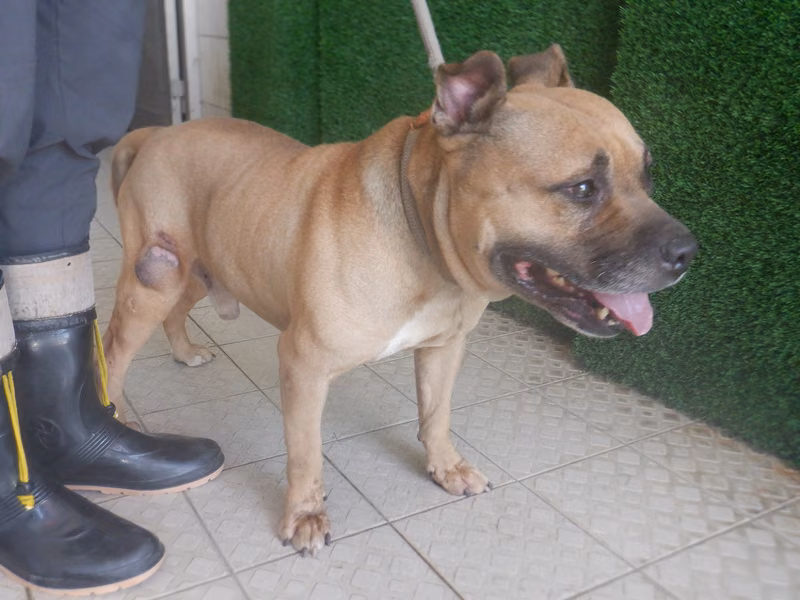 Tan adult male American Bully, Medium, shelter no. …4822