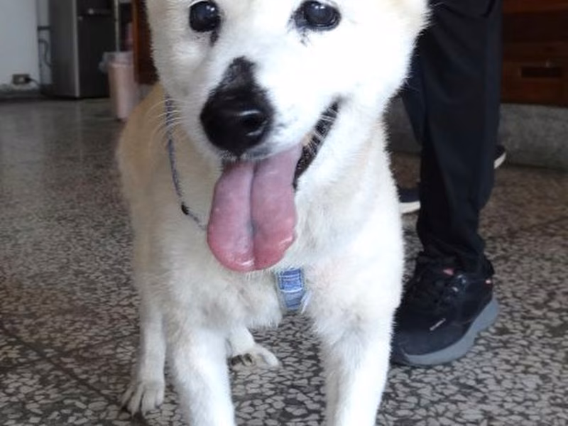 Tan-and-white adult male Shiba Inu, Large, shelter no. …1636