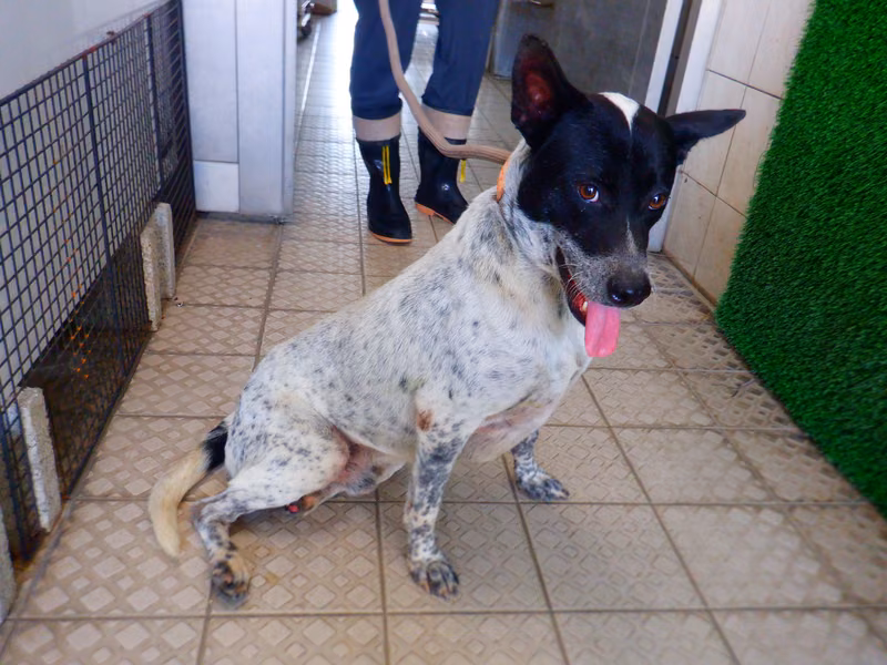 Black-and-white adult male mixed-breed dog, Medium, shelter no. …2776