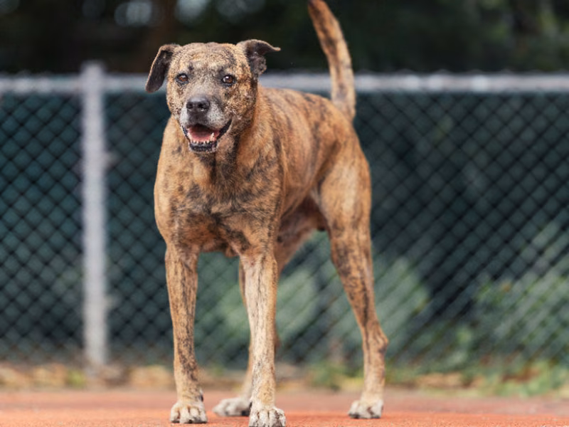 Tan tabby adult male mixed-breed dog, Medium, shelter no. …2401