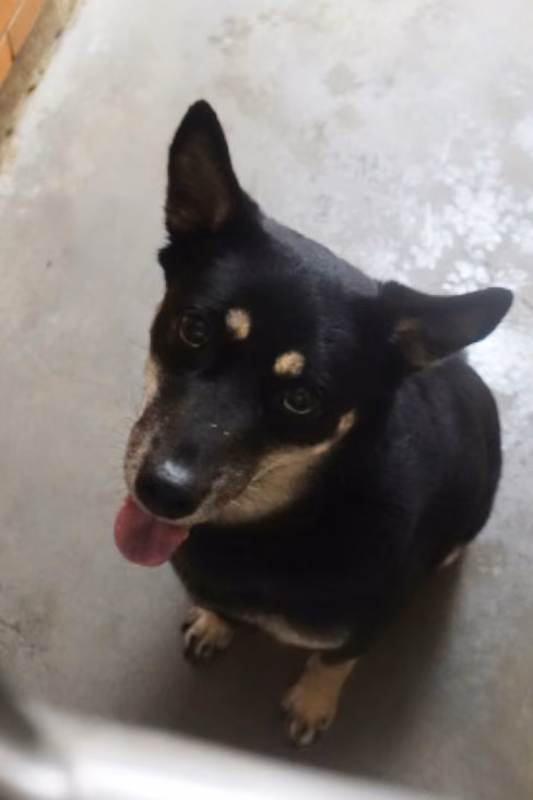 Black-and-brown adult female mixed-breed dog, Large, shelter no. …0329