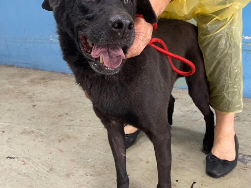 Black adult male mixed-breed dog, Medium, shelter no. …3002