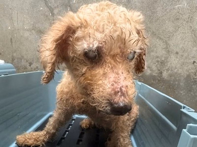 poodle (Lalaki, Matanda na, kayumanggi), Maliit, blg. ng shelter …1001