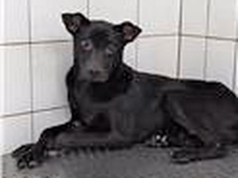 Black male mixed-breed dog, Medium, shelter no. …3007