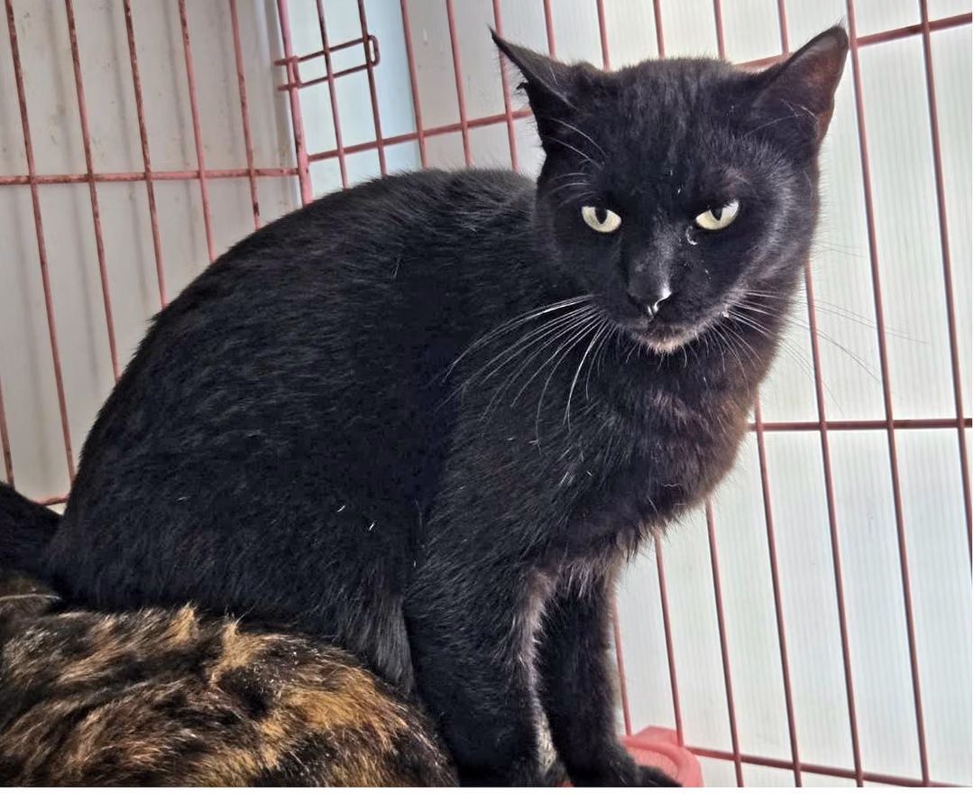 Black adult female mixed-breed cat, Medium, shelter no. …0405