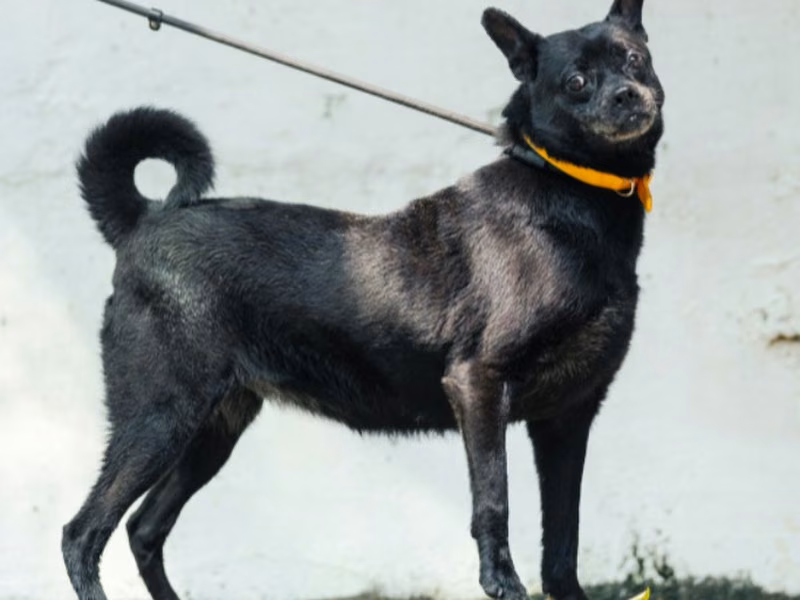 Black adult female mixed-breed dog, Medium, shelter no. …8002