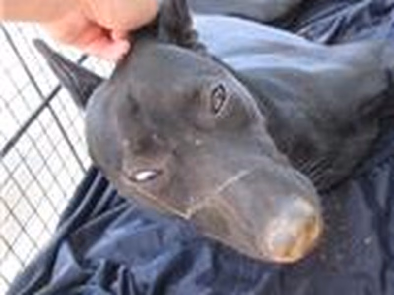 Black female mixed-breed dog, Medium, shelter no. …1002