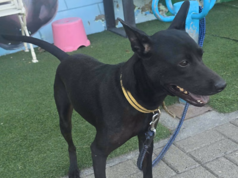 Black adult female mixed-breed dog, Medium, shelter no. …4-02
