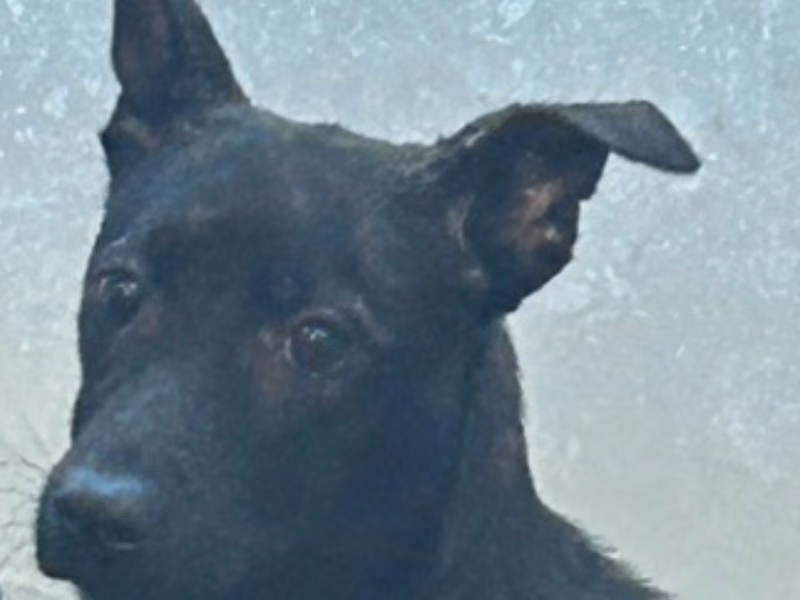 Tabby adult female mixed-breed dog, Medium, shelter no. …8016