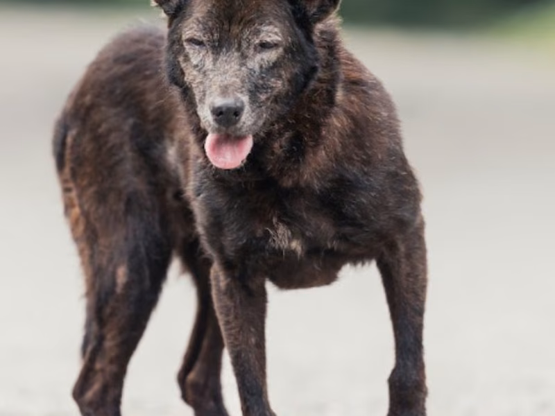 Black adult female mixed-breed dog, Medium, shelter no. …5003