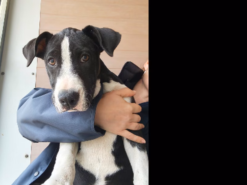 Cyndi Lauperri, Baby · Female · Mixed breed