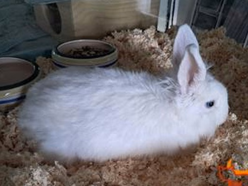 White young male Rabbit, shelter no. …4368