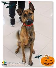 Tabby young male mixed-breed dog, Medium, shelter no. …2509