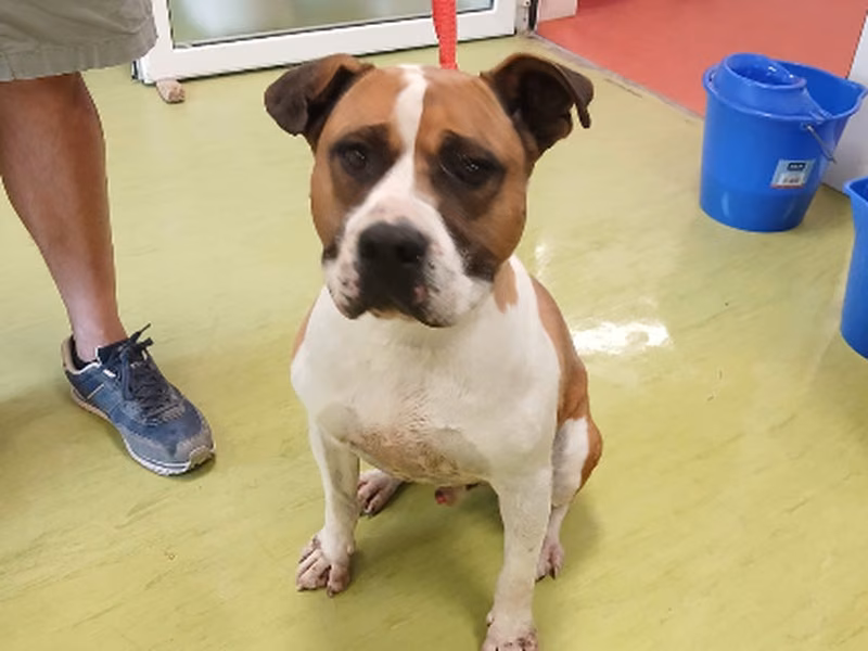 Jaimito, Adult · Male · Medium · American Staffordshire Terrier