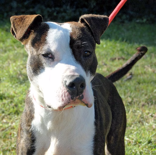 Vinni, Senior · Male · Medium · Mixed breed