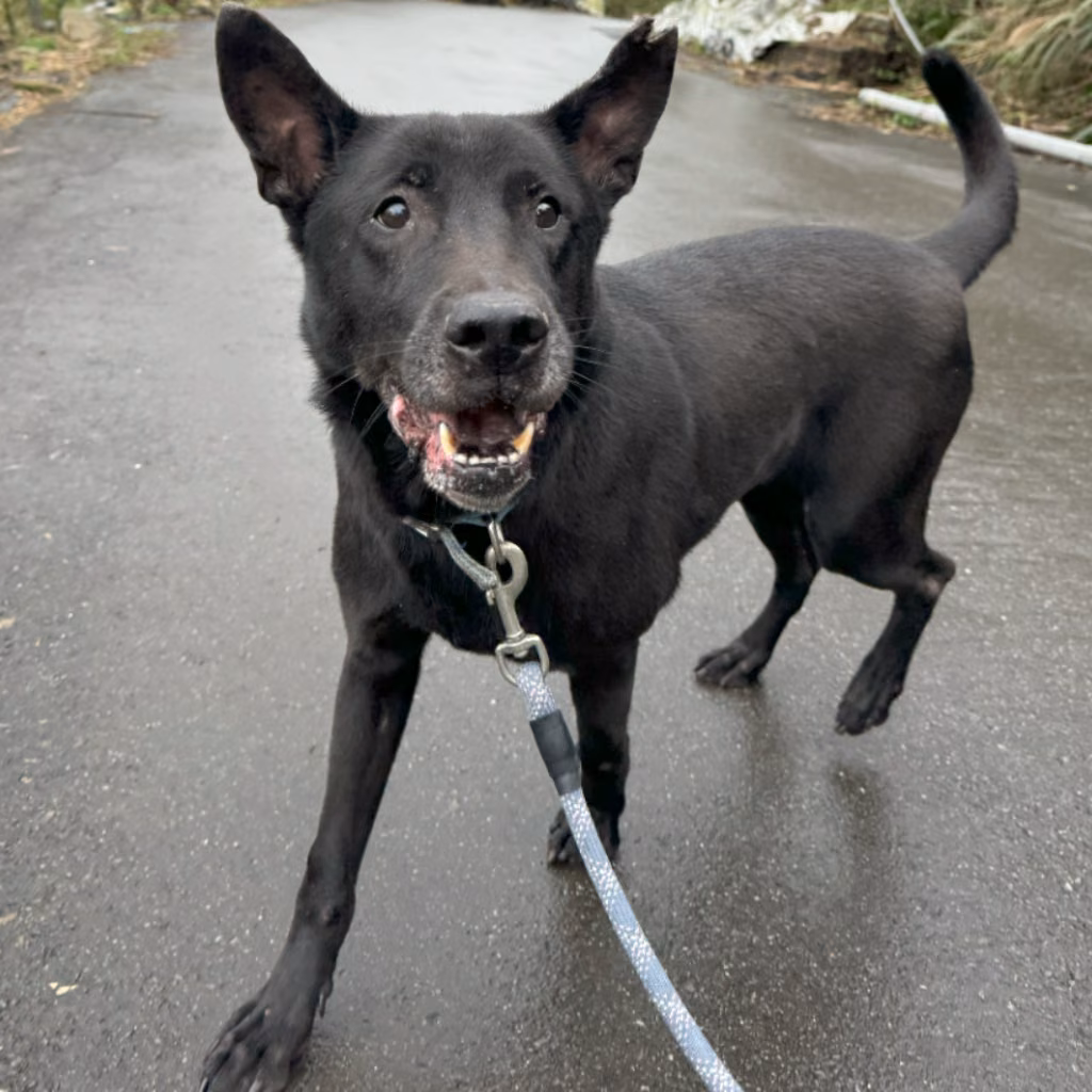 Black adult male mixed-breed dog, Large, shelter no. …4002