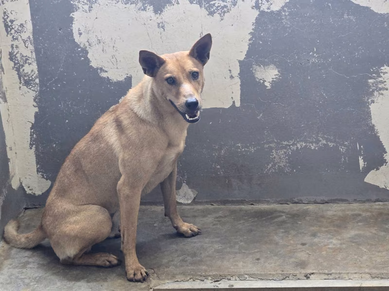 Tan adult male mixed-breed dog, Medium, shelter no. …3001