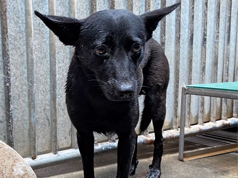 Black adult female mixed-breed dog, Medium, shelter no. …7003