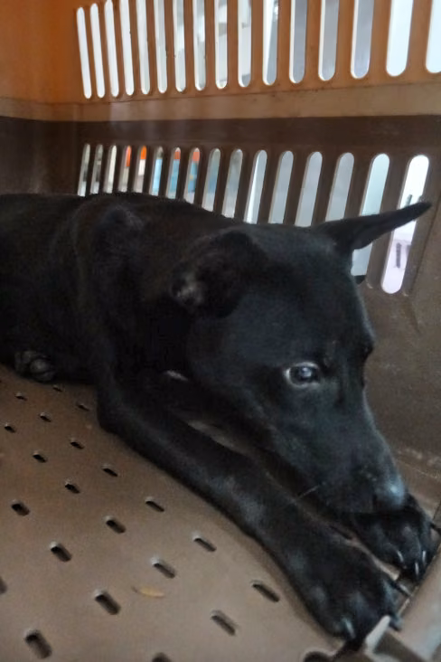 Black adult female mixed-breed dog, Large, shelter no. …0176