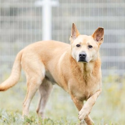 Tan adult male mixed-breed dog, Large, shelter no. …3005