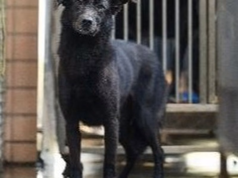 Black adult male mixed-breed dog, Medium, shelter no. …1003