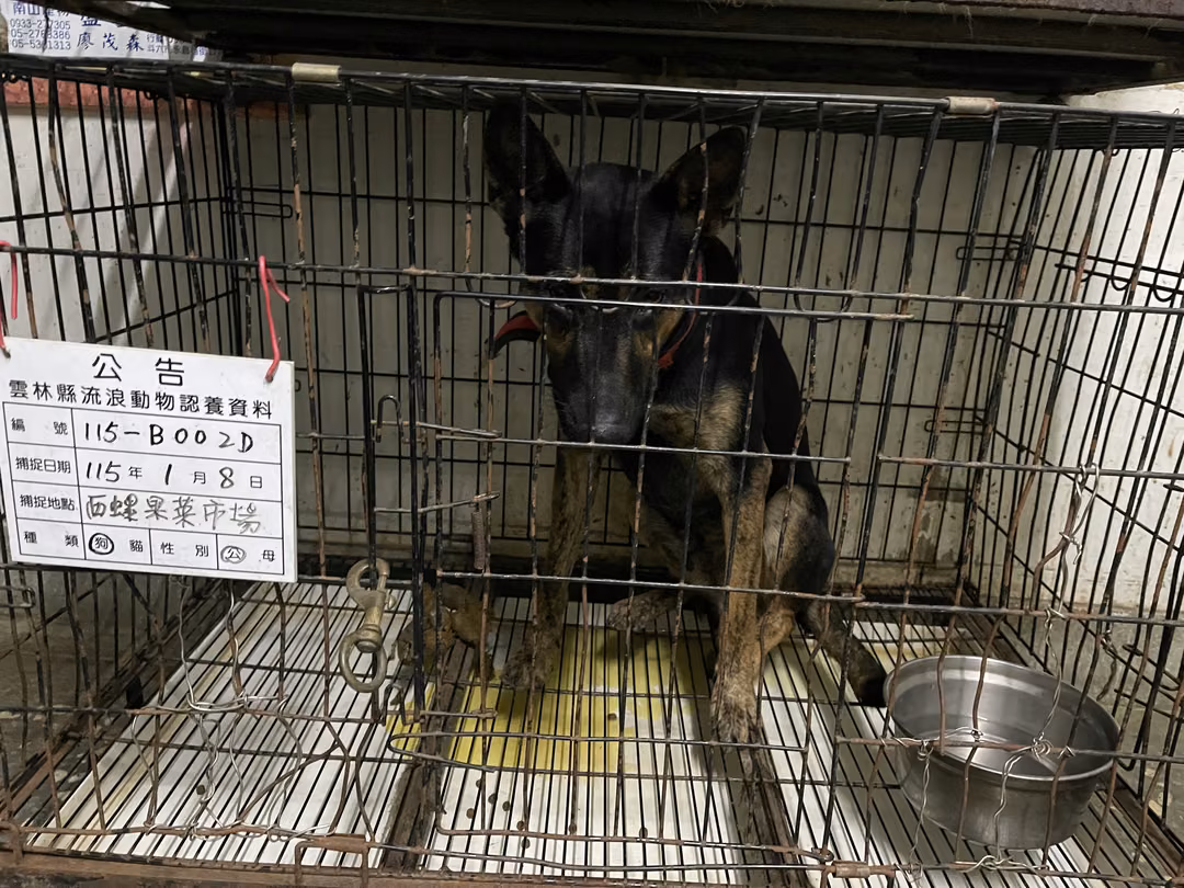 Black-and-brown adult male mixed-breed dog, Large, shelter no. …002D
