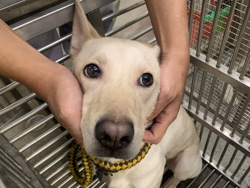 Tan adult female mixed-breed dog, Medium, shelter no. …1002