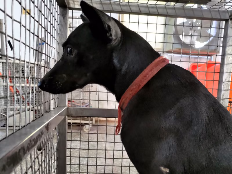 Black adult female mixed-breed dog, Medium, shelter no. …1-05