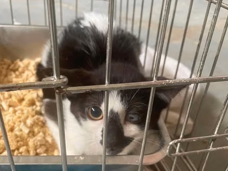 Pusang halo ang lahi (Lalaki, Bata, itim at puti), Maliit, blg. ng shelter …5002