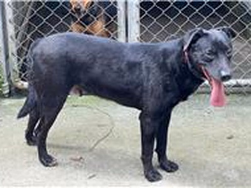 Black adult male mixed-breed dog, Medium, shelter no. …3005