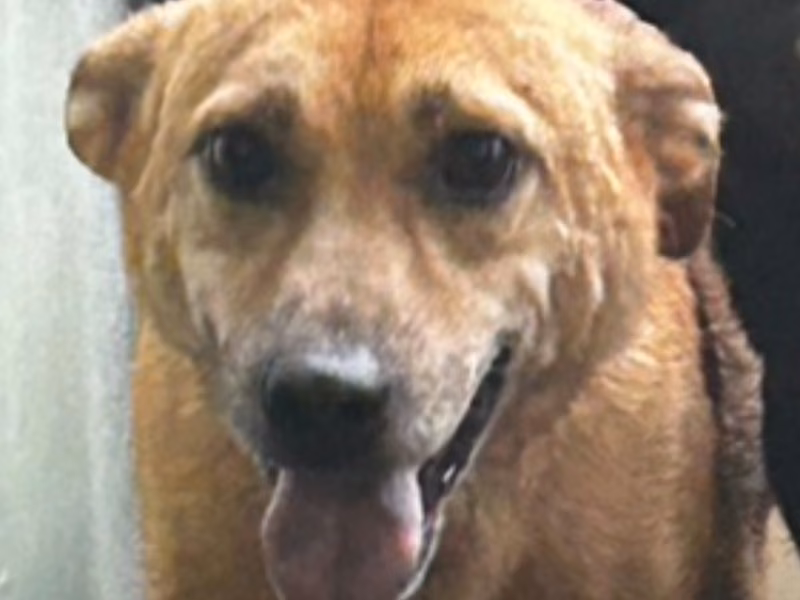 Tan adult male mixed-breed dog, Large, shelter no. …0067