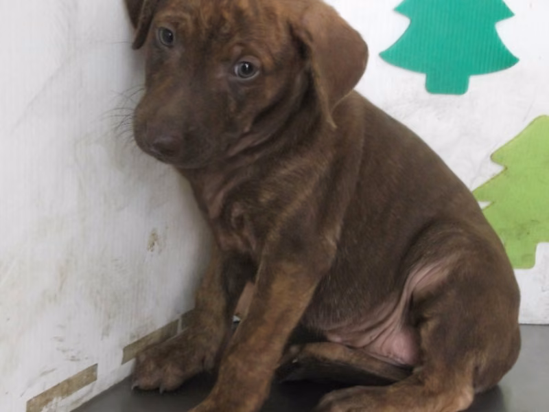 ミックス犬(メス・成犬・こげ茶)、小型, 施設番号 …1704