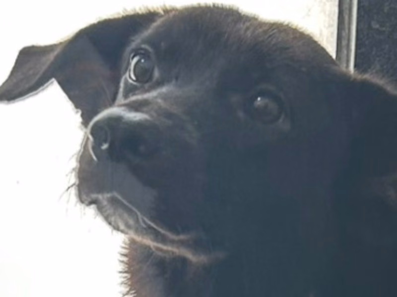 Black adult male mixed-breed dog, Medium, shelter no. …8069