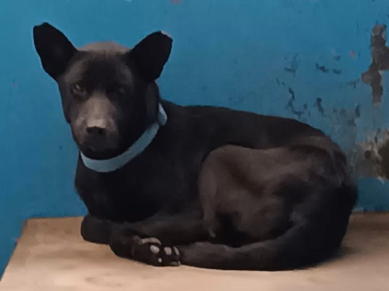 Black adult male mixed-breed dog, Large, shelter no. …8015