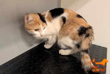 Adult female European Shorthair, shelter no. …4339