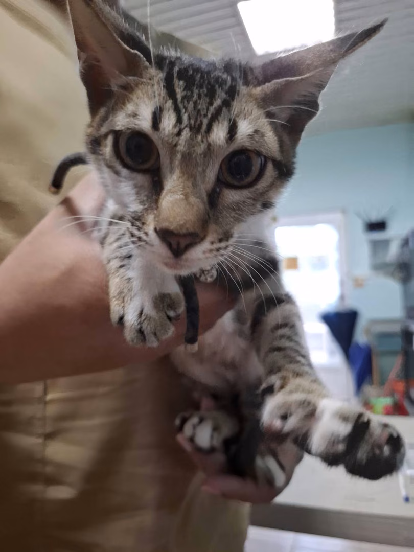 Tabby young male mixed-breed dog, Medium, shelter no. …1-01